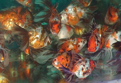 Chinese twintail goldfish