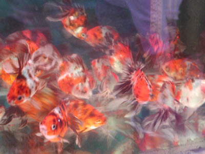 Chinese twintail goldfish