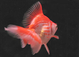 red-white metallic oriental twintail
