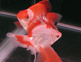 red-white metallic oriental twintails