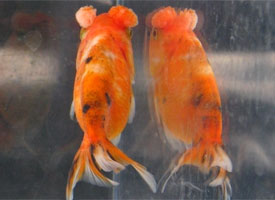 pompon goldfish