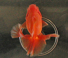 tosakin 2005, top view