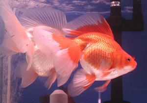 Chinese white and red-white veiltails