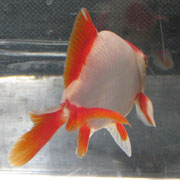 rear view of wakin goldfish