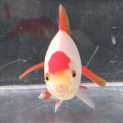 front view of wakin goldfish