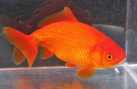 red wakin goldfish
